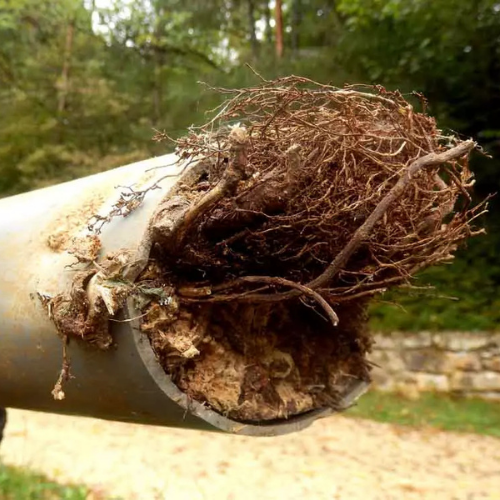 Root Intrusion Removal by Hana Hou Home..